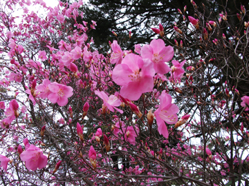 *春の奥日光/いろは坂は地上とは別世界　高原植物が咲き誇ります