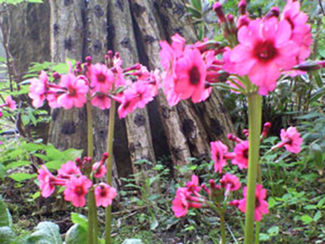 *春の奥日光/クリンソウは春のほんの刹那な時期にしか見ることができない花です