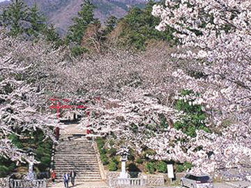 *弥彦山は桜の名所でもあります。