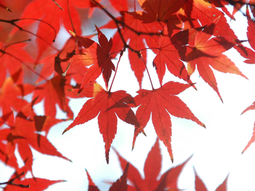 *紅葉イメージ
