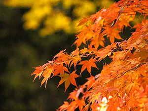 *紅葉イメージ