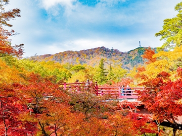 *弥彦の紅葉
