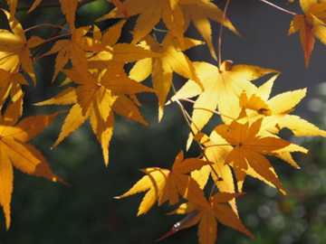 *紅葉イメージ