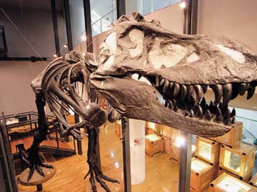 千数百点もの標本や巨大復元ジオラマに興奮しそう!?福井恐竜博物館