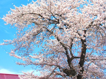 *【初春の風景】（4月下旬～5月上旬）
