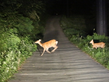 *夜のゲレンデナイトツアー　イメージ/鹿の親子2匹発見！！