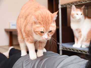 *【館内(茶々丸・マッサージ・猫部屋2)】ふみふみ。。大変お上手！