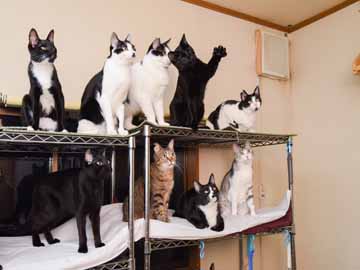 *【館内(猫部屋1)1】まるでネコの集合住宅です！
