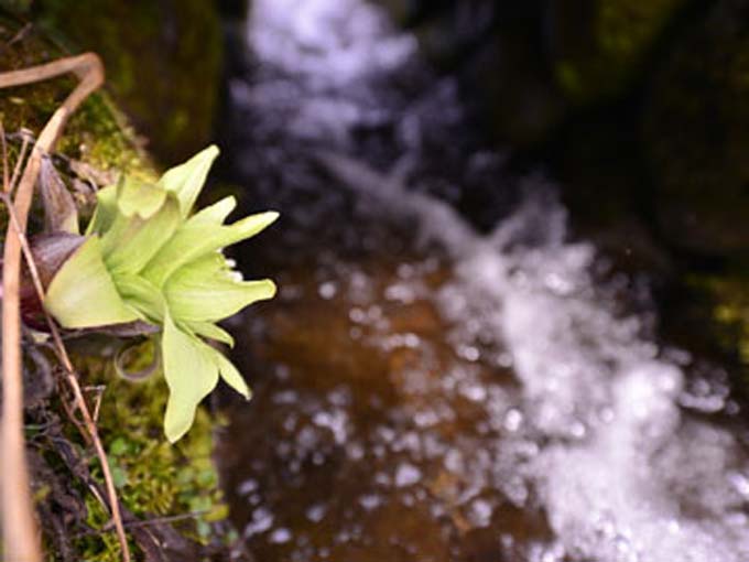 *棚田/春の芽生えの時期。おいしい山の幸を味わいに来ませんか？