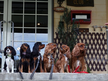 *【看板犬】ぜひ当館へお越しください！看板犬たちもお越しをお待ちしております！