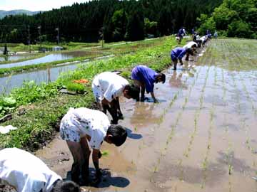 田植えの様子