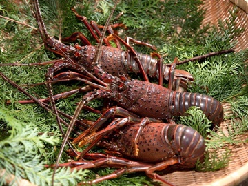 *ご夕食一例（期間限定：活け伊勢海老）