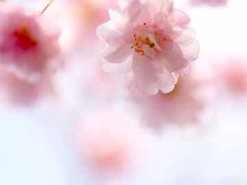 ～枝垂れ桜～桜を愉しむ、春の旅行。