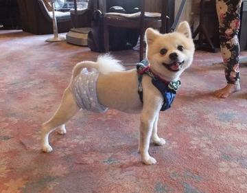 ペットも大切な家族♪動物大好きなスタッフばかりですので、安心して連れて来てください。