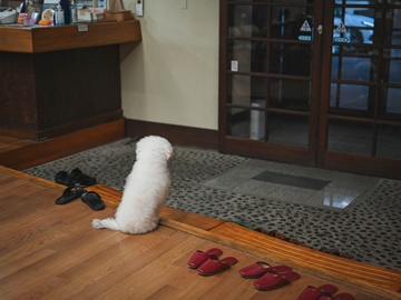 *【当館の看板犬シェリー】笑顔でお出迎えする看板犬の「シェリ」