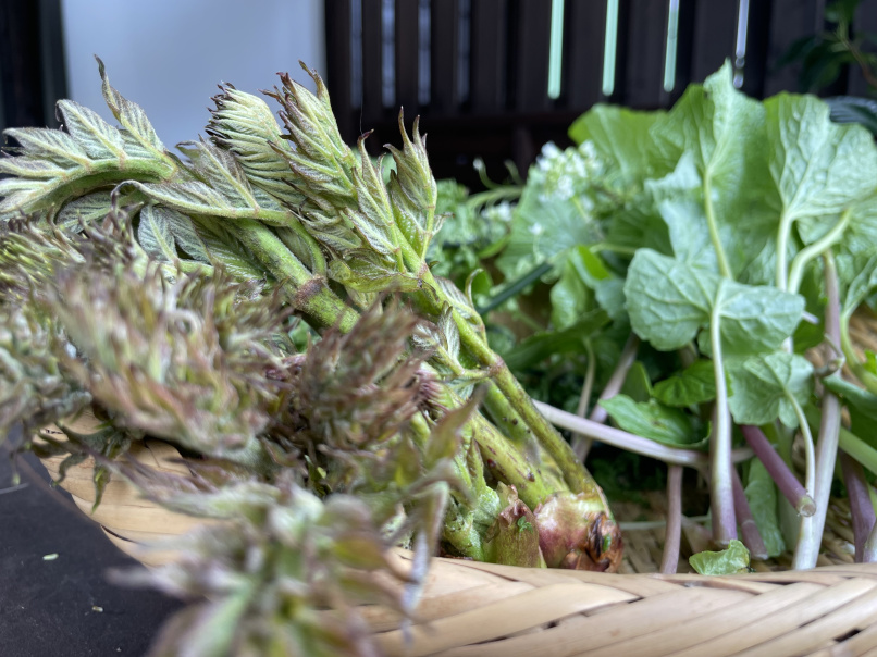 *山菜一例/春の味覚_山菜の王様、タラの芽
