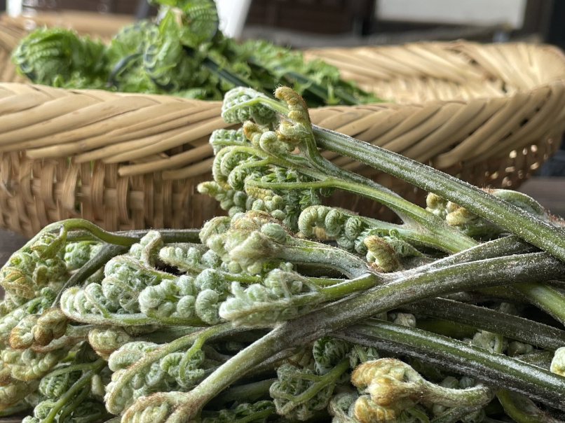 *山菜一例/春の味覚_わらび