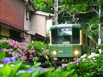 *【江ノ電】初夏／極楽寺付近のあじさい（車で4分・徒歩15分）※写真提供：鎌倉市観光協会