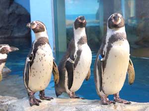 新江ノ島水族館の可愛らしいペンギン