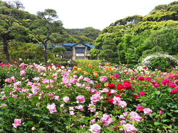 *【鎌倉文学館】初夏／バラ園（車で1分・徒歩7分）