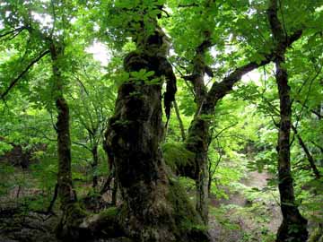【芦生の森】木本植物243種、草本植物532種、シダ85種や、天然記念物の動物なども生息する西日本屈指の森。