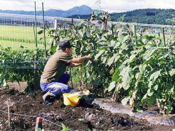 田園風景の中では、実際に農作業をされている方も。