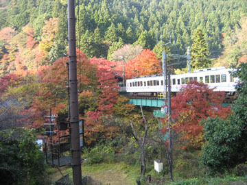 電車から眺める紅葉もまた風流。夜の電車から眺める紅葉ライトアップも必見！