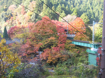 昼間に電車内から望む紅葉も綺麗♪