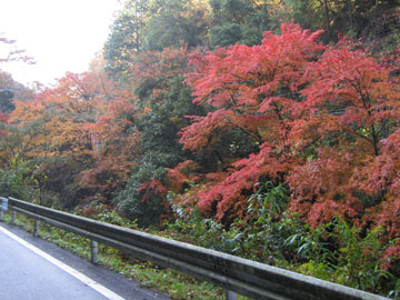 貴船へと続く道の川沿いからも紅葉が…♪