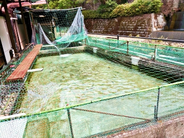 *釣り堀～川のせせらぎを聞きながら～