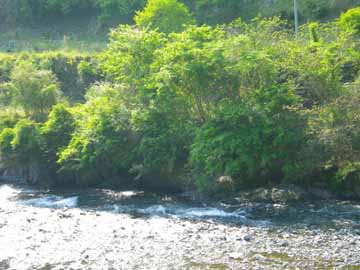 当館の目の前を流れる日高川。川の流れる音が夏は涼しげな雰囲気を作ってくれます。