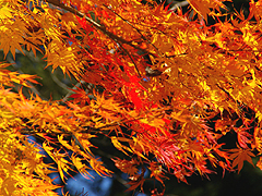燃えるような紅葉美にうっとり。