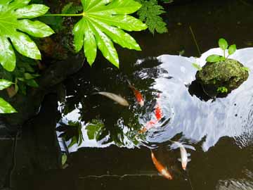 中庭にある池には、色鮮やかな鯉が泳いでいます。