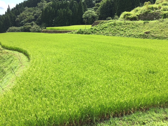 お米は自家製のお米です