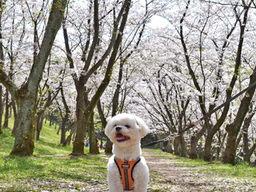 *【イメージ】春散歩といえば桜！気候によって開花状況が変動します