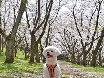 *【イメージ】春散歩といえば桜！気候によって開花状況が変動します