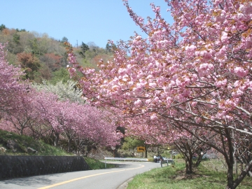 野呂山の八重桜は、毎年ゴールデンウィークの頃に見頃を迎ます