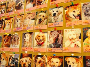 たくさんのわんちゃん達にお泊まりいただいております♪写真サービスもできます☆