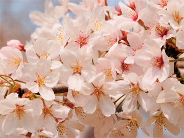 琵琶湖沿いの桜並木まで車ですぐ！その桜並木を抜けてさらに進むと滋賀県有数の桜の名所【海津大崎】へ♪