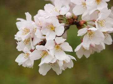 春はお花見♪桜を気分も楽しくなりますね☆