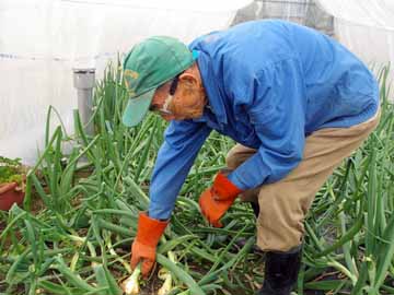 当館の野菜は手作り。もぎたての野菜は瑞々しくて美味しいですよ♪