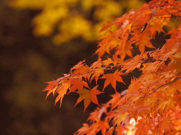 *秋の1日、紅葉狩りをお楽しみください(イメージ)
