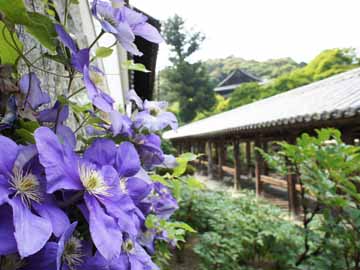 【長谷寺・鉄線（クレマチス）】5月中旬～6月中旬