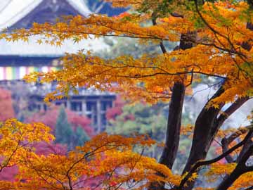 【長谷寺の本道】紅葉は10月中旬~12月上旬までとなり、11月はもみじ茶会も!