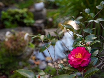 *季節ごとのお花を楽しみ来られる方も