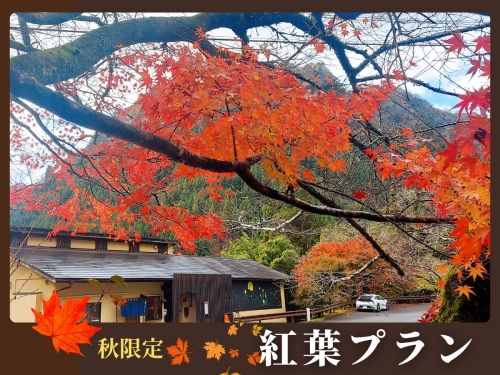 *秋限定の紅葉プランは、自家製の新米が食べれて、さらに新米プレゼントの特典付きです！