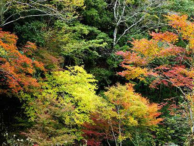 耶馬渓の風景■秋になると耶馬渓(やばけい)は紅葉で色鮮やかに染まり、風情があります。