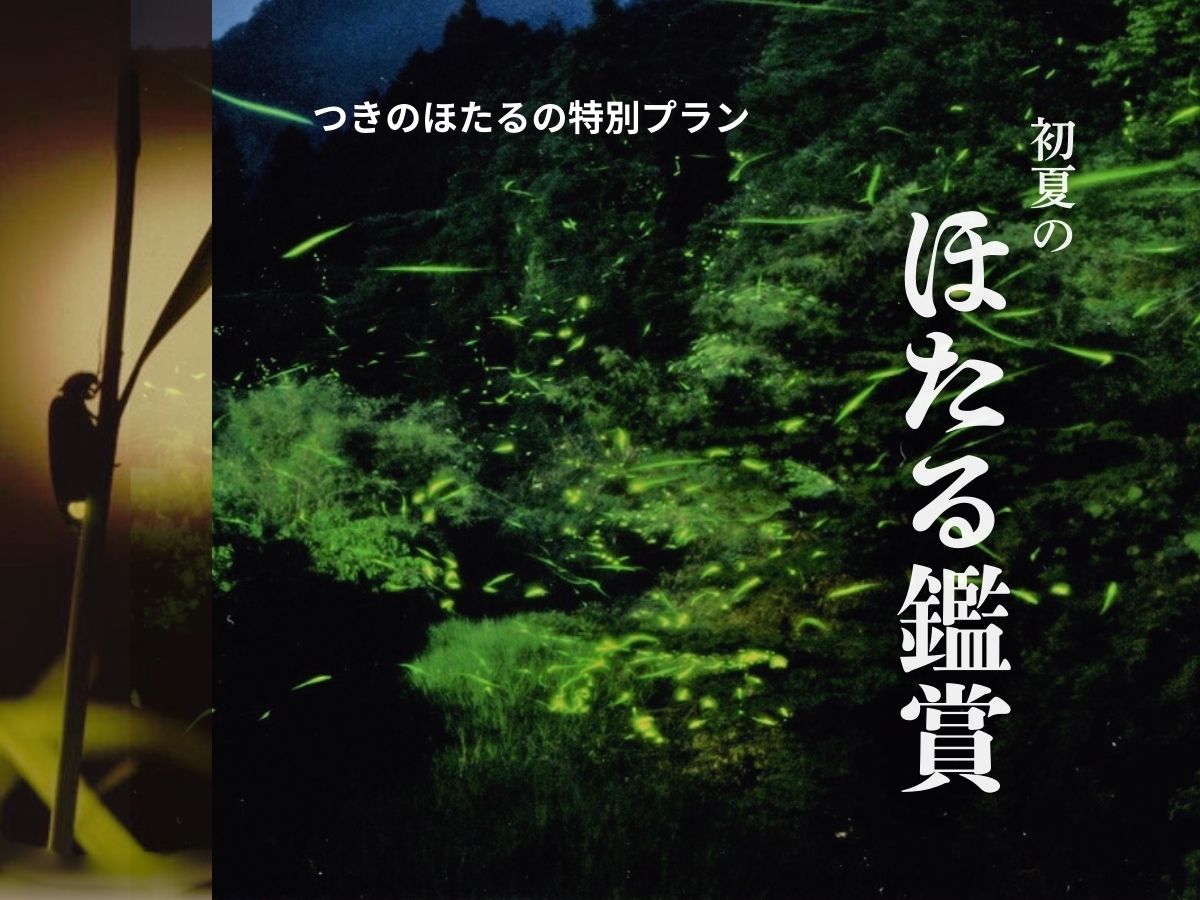 【初夏限定】ほたる鑑賞をしに耶馬渓に旅しませんか？