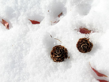 *【スノーシューイメージ】白銀の世界・・・♪冬化粧をした日光を散策！