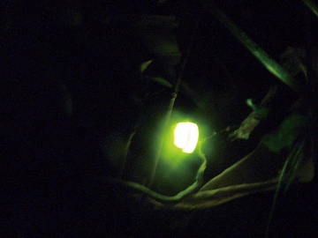 敷地内に流れる川では、毎年6～7月には蛍がご覧いただけます。